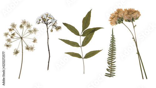 Obraz na plátně Set of Pressed Dried Wildflowers and Green Fern Leaves Isolated on White Backgro