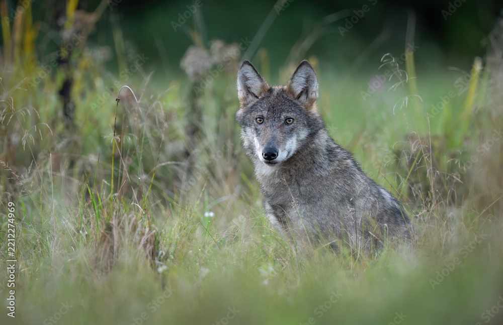 Obraz premium Grey wolf ( Canis lupus ) close up