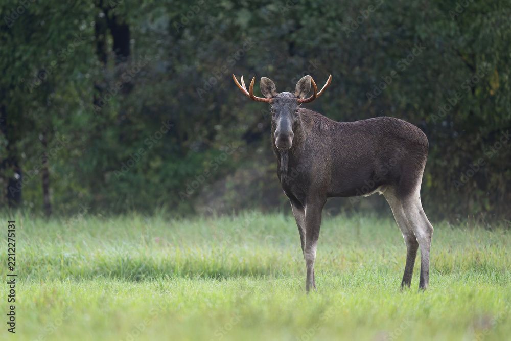 Obraz premium Elk / Moose ( alces alces ) close up
