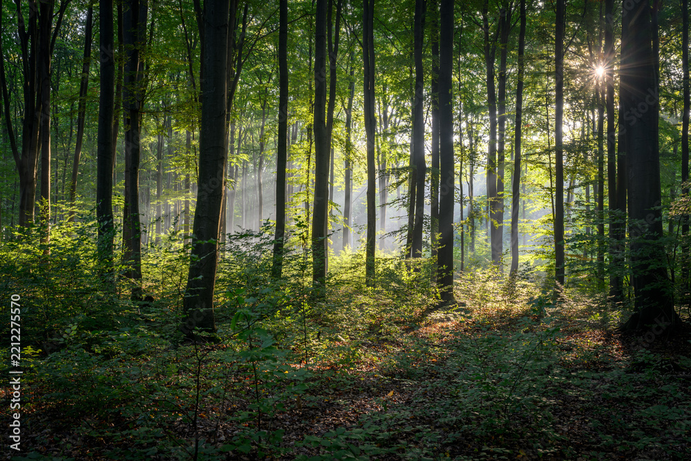 Obraz premium Sunny morning in the forest