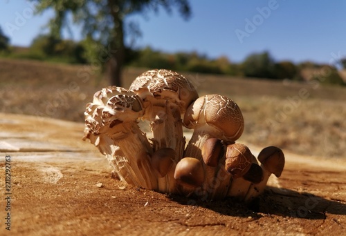 mushrooms in the wood