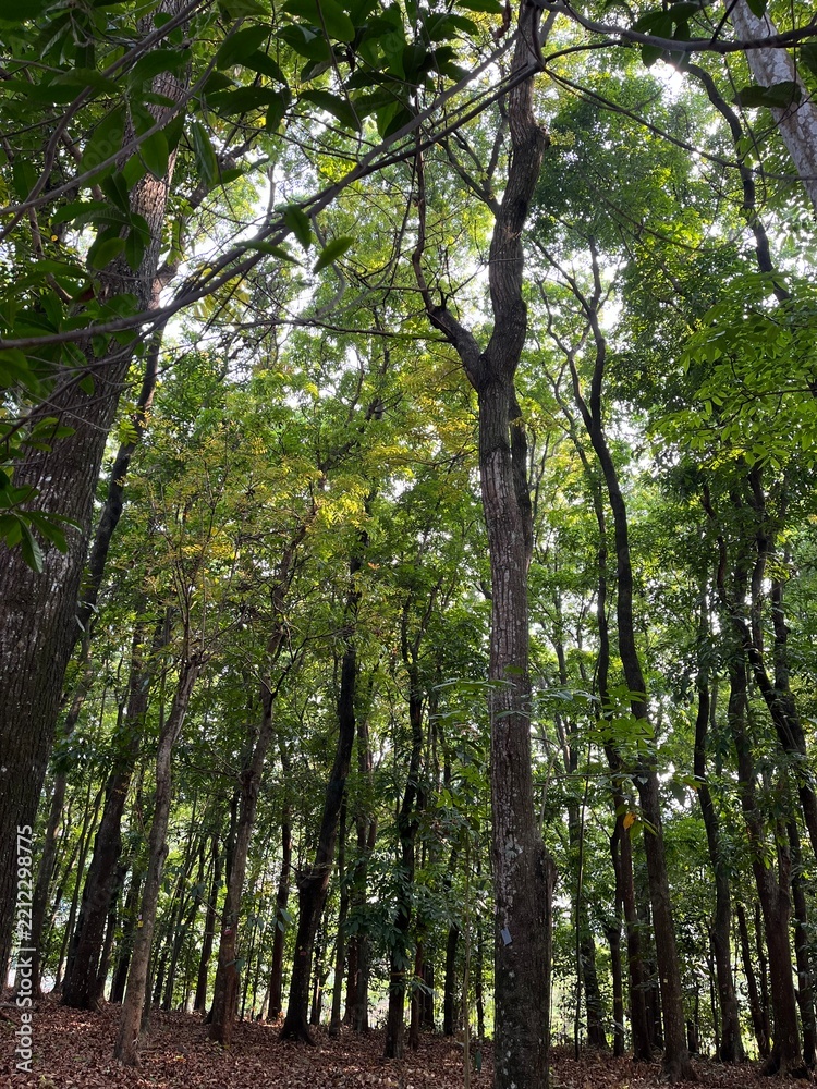 Obraz premium trees in the forest