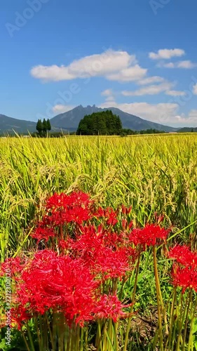 南阿蘇村のカルデラに咲く彼岸花と根子岳