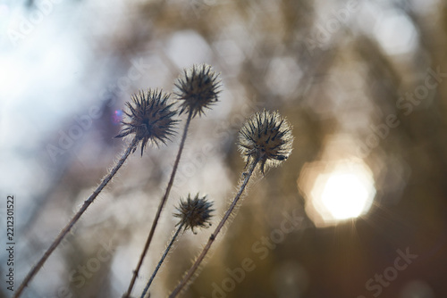 Close-up view of dry small teasel seed heads against soft bokeh background