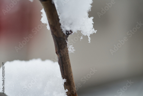 Close-up of a bare tree branch covered with fresh white snow during winter