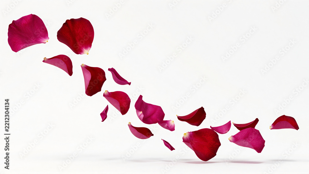 Fototapeta premium Vibrant crimson rose petals gracefully float in soft airy motion
