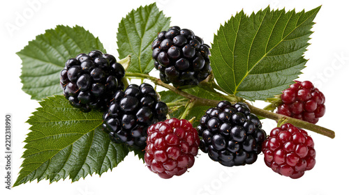 Fresh ripe blackberries and unripe red berries on a green leafy branch