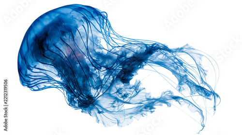 Vibrant blue jellyfish with long flowing tentacles swimming in deep water