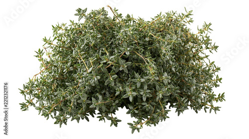 Fresh green thyme herb bunch with small leaves and woody stems