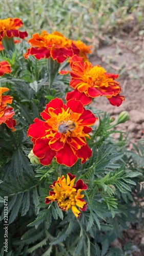 Bright orange marigold flowers blooming naturally in a sunny garden outdoors