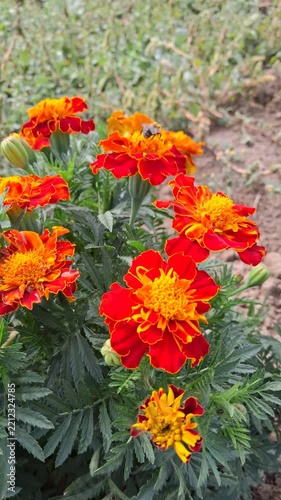 Bright red and orange marigold flowers blooming in a garden