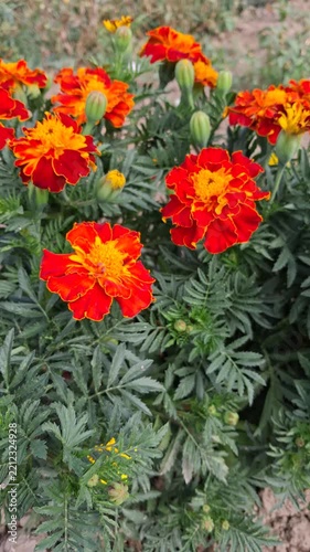Vibrant Orange Red Marigold Flowers Blooming Freshly In A Bright Summer Garden