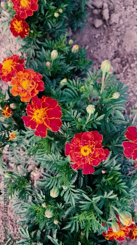 Fresh Red Orange Marigold Flowers Row Growing On Dry Garden Soil Background