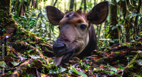 Close up of an Okapia johnstoni okapi using its prehensile tongue to forage on a dense rainforest floor
