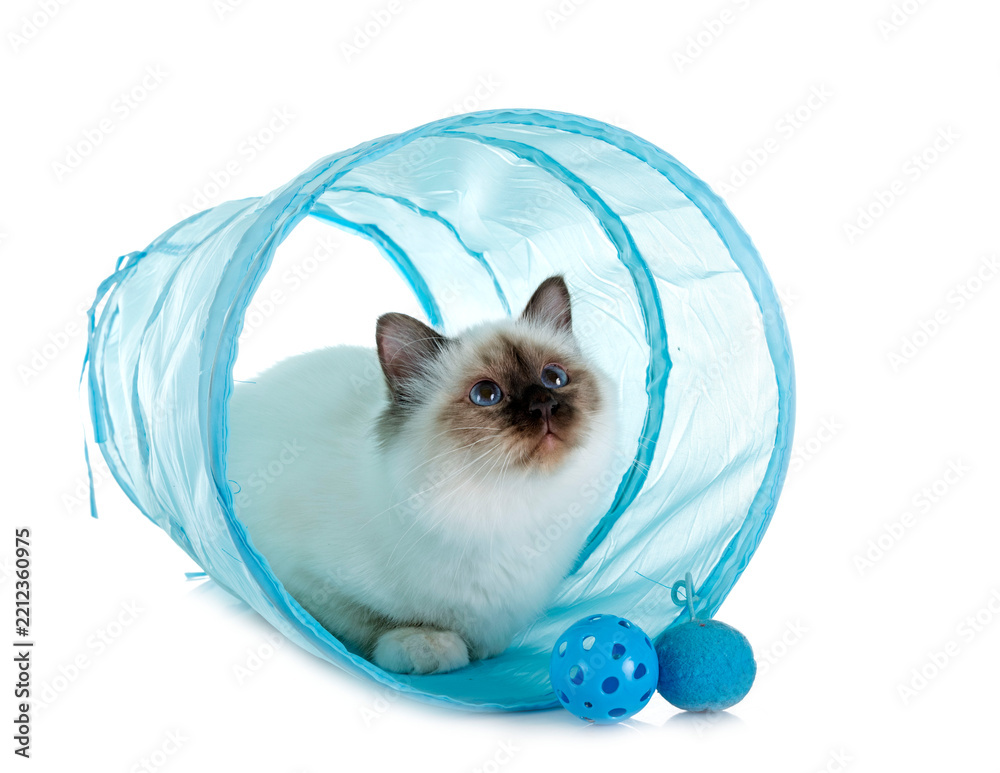 Fototapeta premium birman kitten in studio