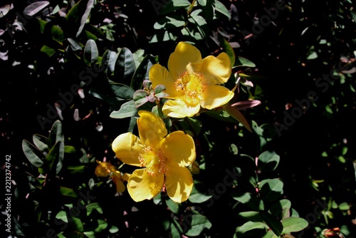 Hypericum patulum, 망종화, 물레나물과, 소관목