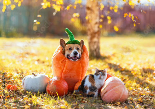 a Corgi dog in a pumpkin costume and a cat  sitting among orange vegetables i...