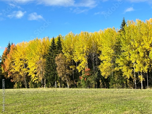Autumn aspen trees with golden foliage and blue sky