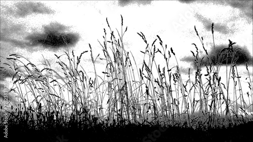 grasses against the sky