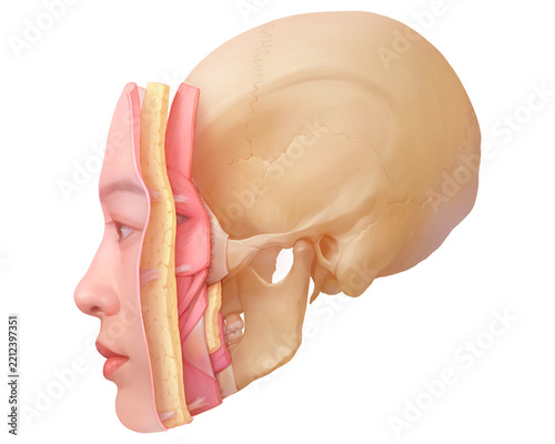 Facial tissue layers, illustration