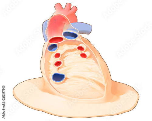 Pericardium, illustration