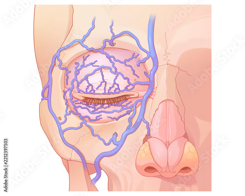 Periorbital veins, illustration