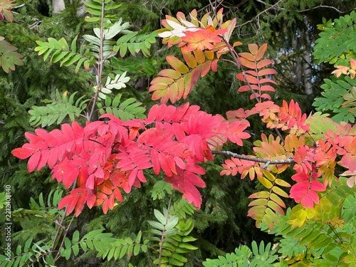 Autumn rowan leaves with red and orange foliage