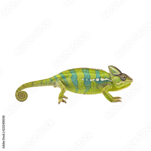 Vibrant chameleon png lizard png tropical reptile png saurian png green pet png isolated cutout on transparent background for wildlife design