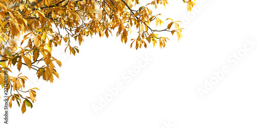 Golden autumn tree branches framing top left corner isolated on transparent background
