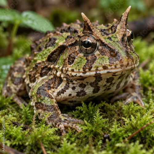 Exotic Horned Frog on Green Moss