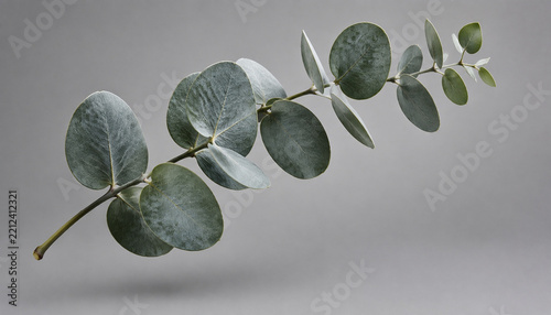 Floating Eucalyptus Branch Design Element