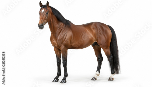 Elegant Brown Horse Standing on White Background