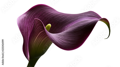 Deep purple calla lily flower with a yellow spadix