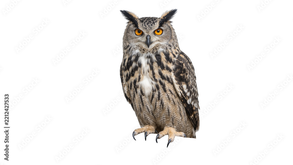Obraz premium Eurasian eagle owl with piercing orange eyes perched on a surface, isolated on transparent background