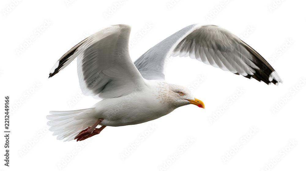 Obraz premium Flying European herring gull with white and grey feathers and yellow beak