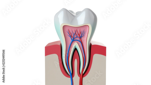 Cross-section of a human tooth showing enamel dentin pulp nerves and blood vessels, isolated on transparent background