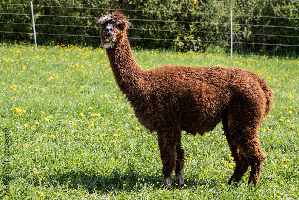 Fototapeta premium alpaka tier natur lama