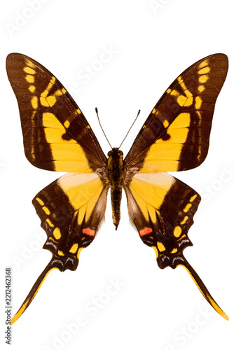 Orange Kite-Swallowtail butterfly specimen isolated on transparent background