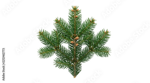 Christmas fir tree branch isolated on transparent background