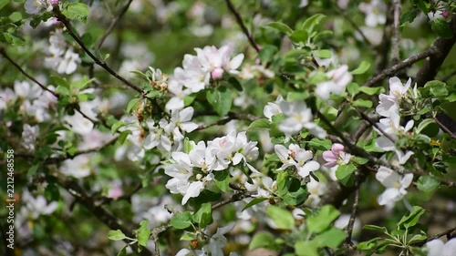 White and Pink Apple Blossoms Blooming on Branches in Spring Garden