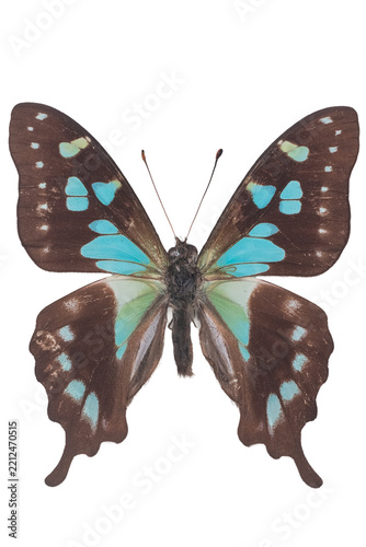 Seram Swallowtail butterfly specimen isolated on transparent background