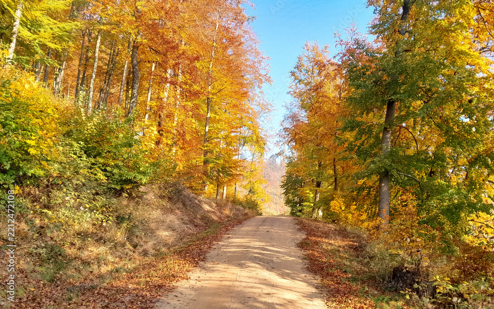 Fototapeta premium Walk over autumnal forest at sunny day.