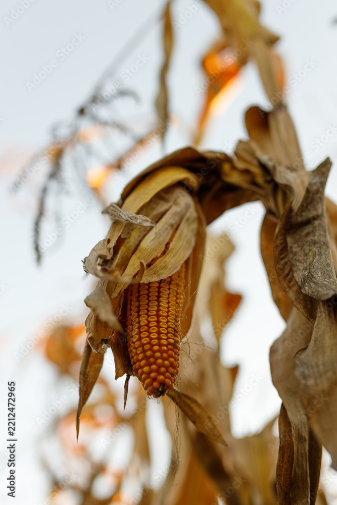 Obraz premium Dried corn ear hanging on stalks in late autumn field
