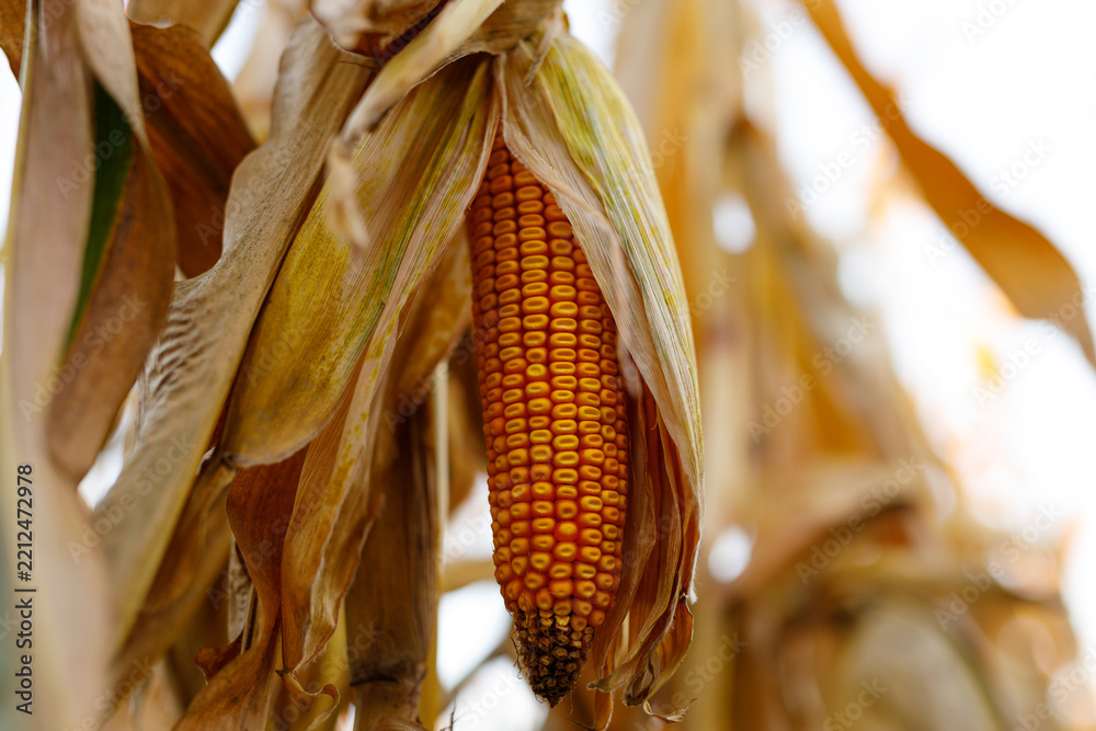 Obraz premium Maize ear drying on stalk in harvested corn field during autumn