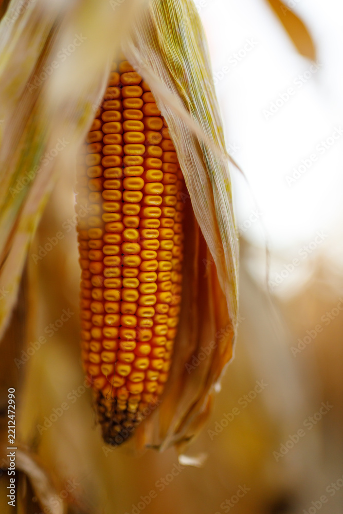 Obraz premium Maize ear drying on stalk, corn field during autumn