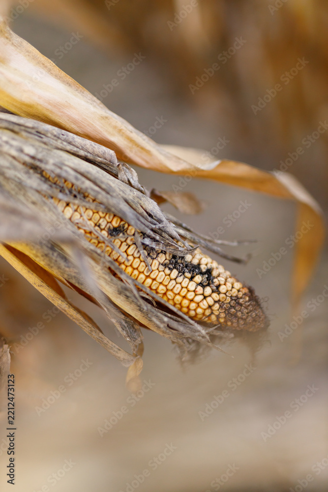 Obraz premium Dried corn cob with damaged kernels in field husk during harvest