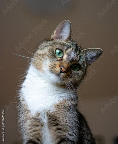 Portrait of a Gray Tabby Cat with Green Eyes
