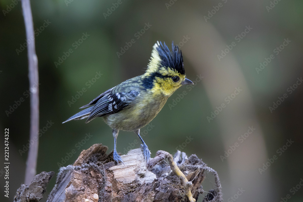 Obraz premium Close-up of a Yellow cheeked tit against dark background, Doi Inthanon, Thailand
