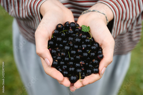 Hands hold fresh blackcurrant harvest in garden