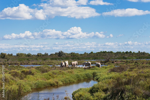 France, Camargue, View of Camargue horses in marshy landscape